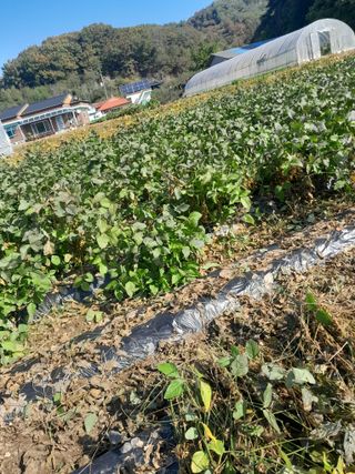 강 찬규님의 콩 · 영농일지 작성글 사진