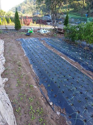 양정순님의 양파 · 영농일지 작성글 사진