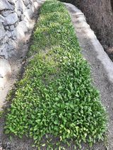 팜모닝 시금치·영농일지 게시글 이미지