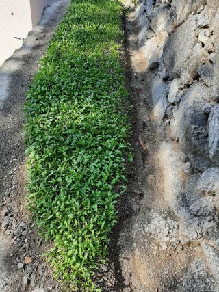 이응천님의 시금치 · 영농일지 작성글 사진