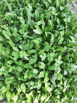 이응천님의 시금치 · 영농일지 작성글 사진