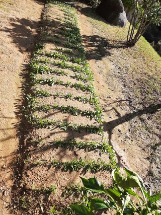 이응천님의 시금치 · 영농일지 작성글 사진