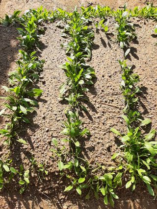 이응천님의 시금치 · 영농일지 작성글 사진