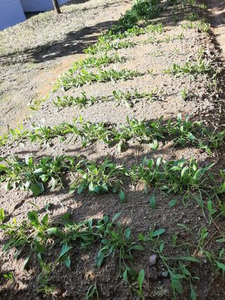 이응천님의 시금치 · 영농일지 작성글 사진