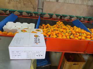 반시님의 감 · 영농일지 작성글 사진