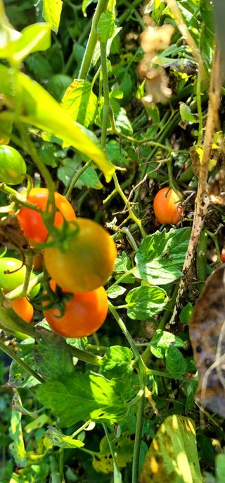 범이님의 토마토 · 영농일지 작성글 사진