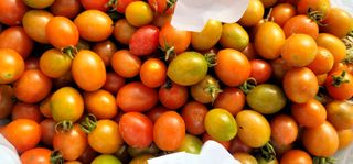 범이님의 토마토 · 영농일지 작성글 사진