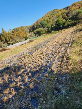 전병일님의 들깨 · 영농일지 작성글 사진