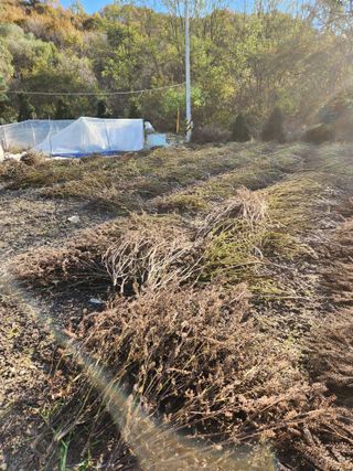 전병일님의 들깨 · 영농일지 작성글 사진