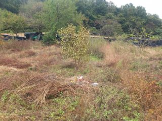 박석중님의 감 · 영농일지 작성글 사진