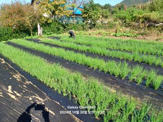 전진규.해돋이님의 파 · 영농일지 작성글 사진