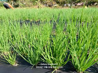 전진규.해돋이님의 파 · 영농일지 작성글 사진