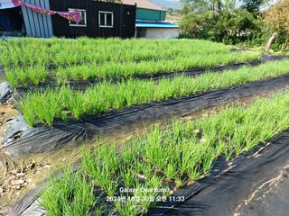 전진규.해돋이님의 파 · 영농일지 작성글 사진