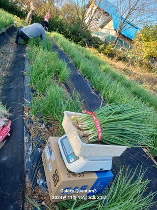 전진규.해돋이님의 파 · 영농일지 작성글 사진