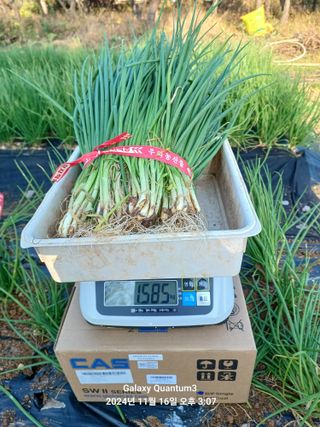 전진규.해돋이님의 파 · 영농일지 작성글 사진