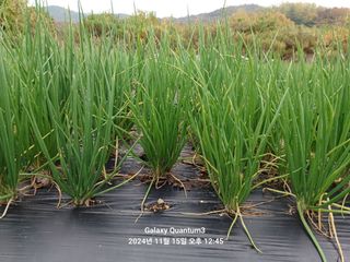 전진규.해돋이님의 파 · 영농일지 작성글 사진