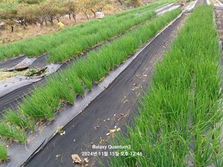 전진규.해돋이님의 파 · 영농일지 작성글 사진