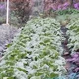 팜모닝 배추·영농일지 게시글 이미지