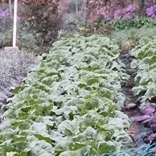 훈&팜님의 배추 · 영농일지 작성글 사진