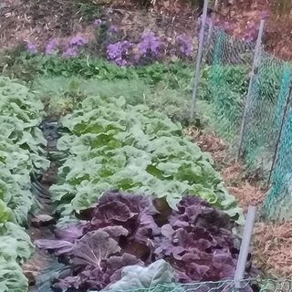 훈&팜님의 배추 · 영농일지 작성글 사진