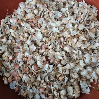 훈&팜님의 배추 · 영농일지 작성글 사진