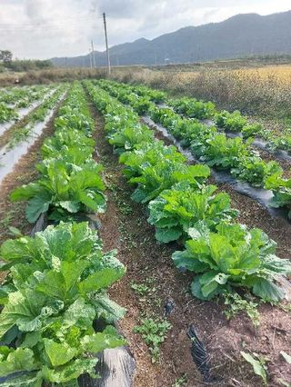 김치환님의 배추 · 영농일지 작성글 사진
