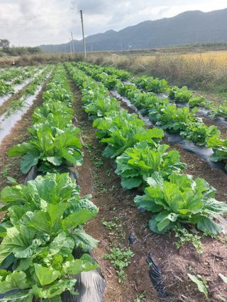 김치환님의 배추 · 영농일지 작성글 사진