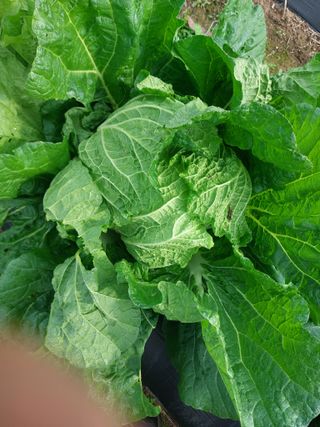 김치환님의 배추 · 영농일지 작성글 사진