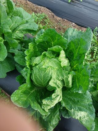 김치환님의 배추 · 영농일지 작성글 사진