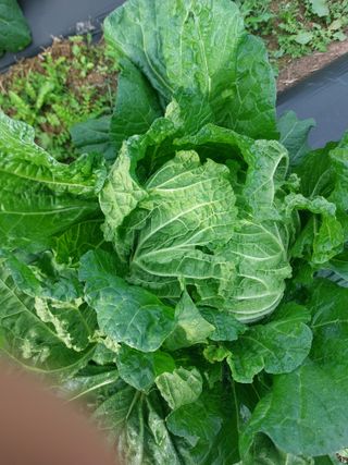 김치환님의 배추 · 영농일지 작성글 사진