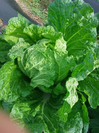 김치환님의 배추 · 영농일지 작성글 사진