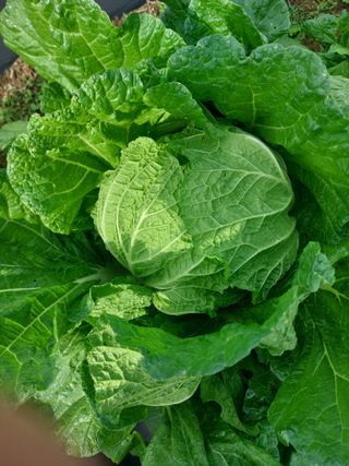 김치환님의 배추 · 영농일지 작성글 사진