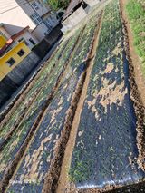 팜모닝 양파·영농일지 게시글 이미지