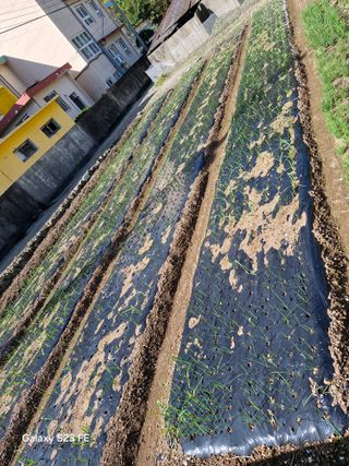 장광준님의 양파 · 영농일지 작성글 사진