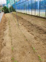 팜모닝 기타작물·영농일지 게시글 이미지