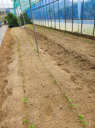 현모양처(양현모)님의 기타작물 · 영농일지 작성글 사진