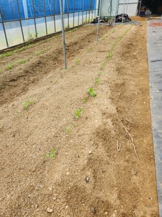 현모양처(양현모)님의 기타작물 · 영농일지 작성글 사진