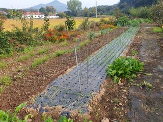 권태섭 님의 마늘 · 영농일지 작성글 사진