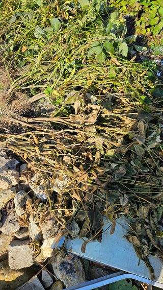 시아님의 마늘 · 영농일지 작성글 사진