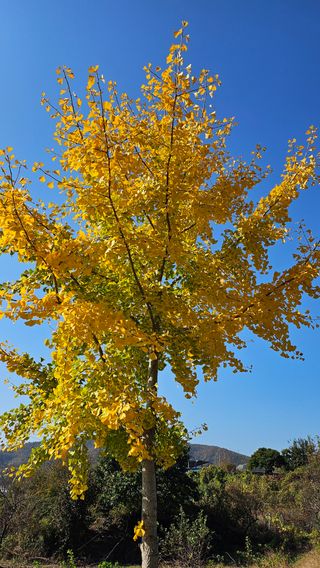 시아님의 마늘 · 영농일지 작성글 사진