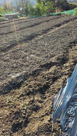 시아님의 마늘 · 영농일지 작성글 사진