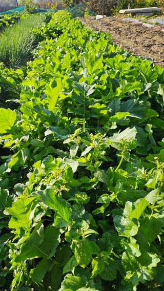 시아님의 마늘 · 영농일지 작성글 사진