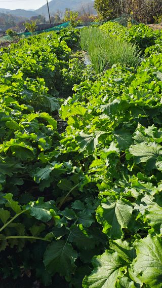 시아님의 마늘 · 영농일지 작성글 사진