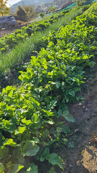 시아님의 마늘 · 영농일지 작성글 사진