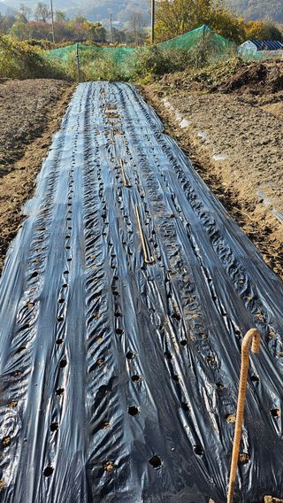 시아님의 마늘 · 영농일지 작성글 사진