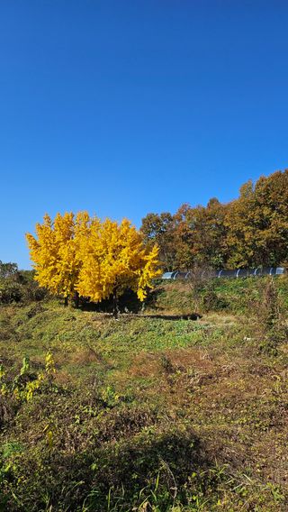 시아님의 마늘 · 영농일지 작성글 사진