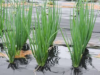 유재일님의 파 · 영농일지 작성글 사진