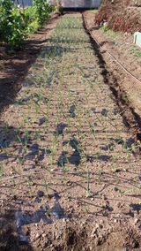 팜모닝 마늘·영농일지 게시글 이미지