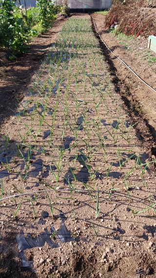 윤홍규님의 마늘 · 영농일지 작성글 사진