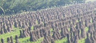 달방구님의 들깨 · 영농일지 작성글 사진